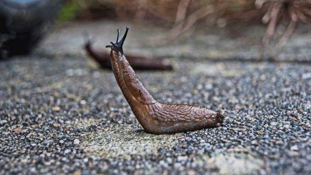 Slugs - Nematodes