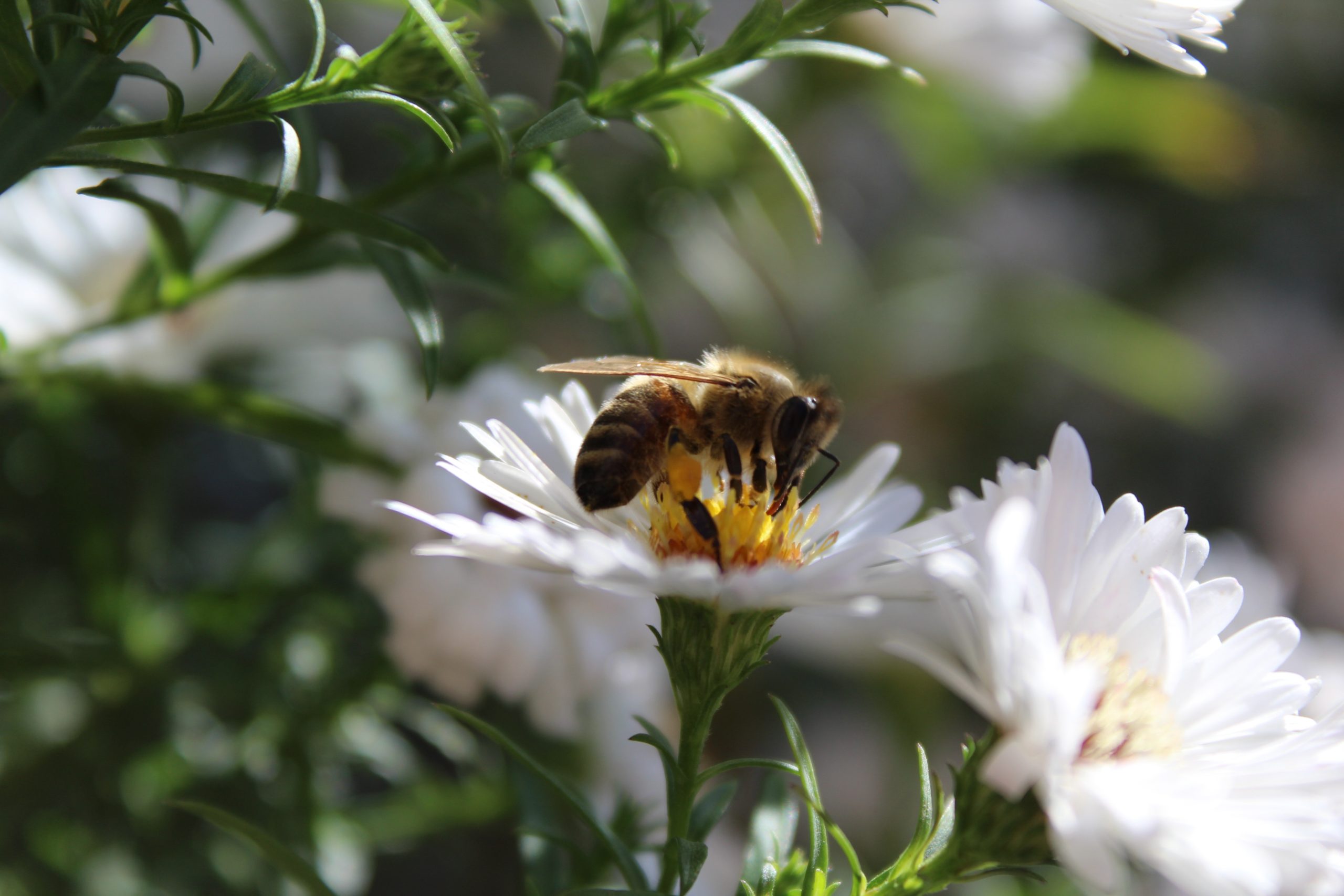 The Damage Wasps Can Do to Your Garden - Wasp Trap