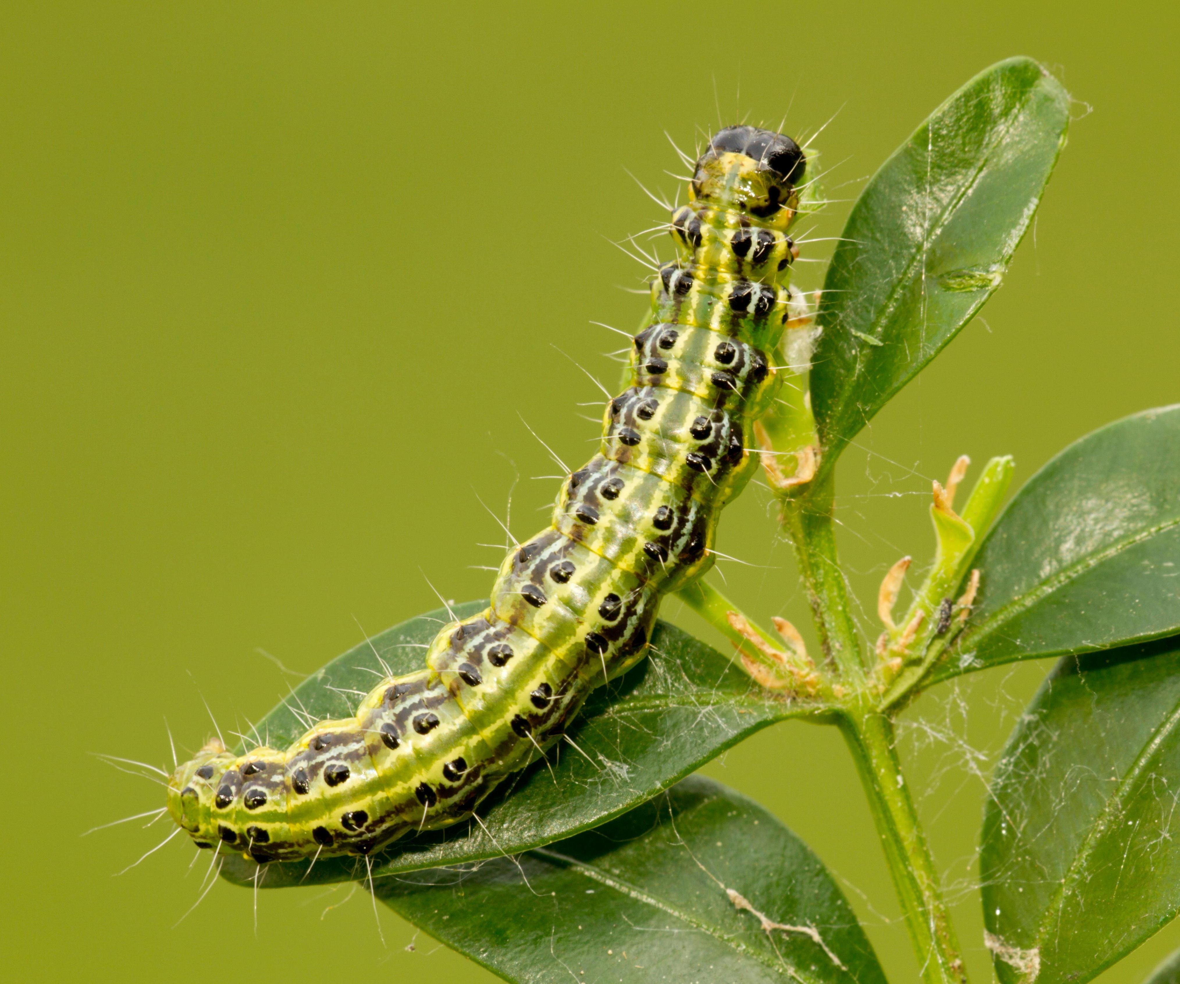 Pantry Moth Traps - Plantura Shop – Plantura UK