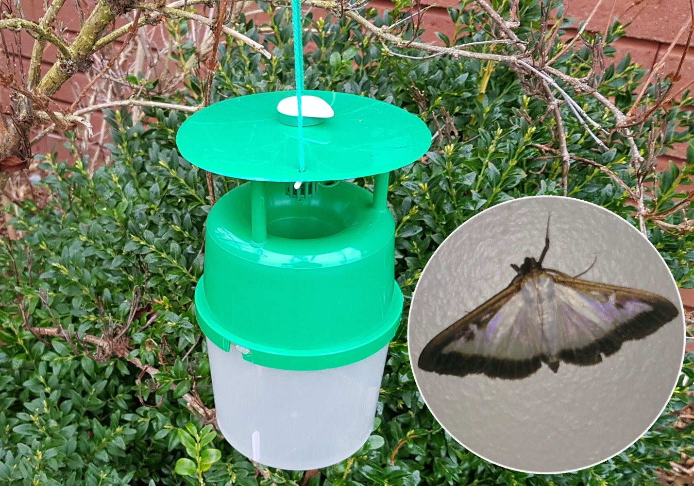 Pantry Moth Traps - Plantura Shop – Plantura UK