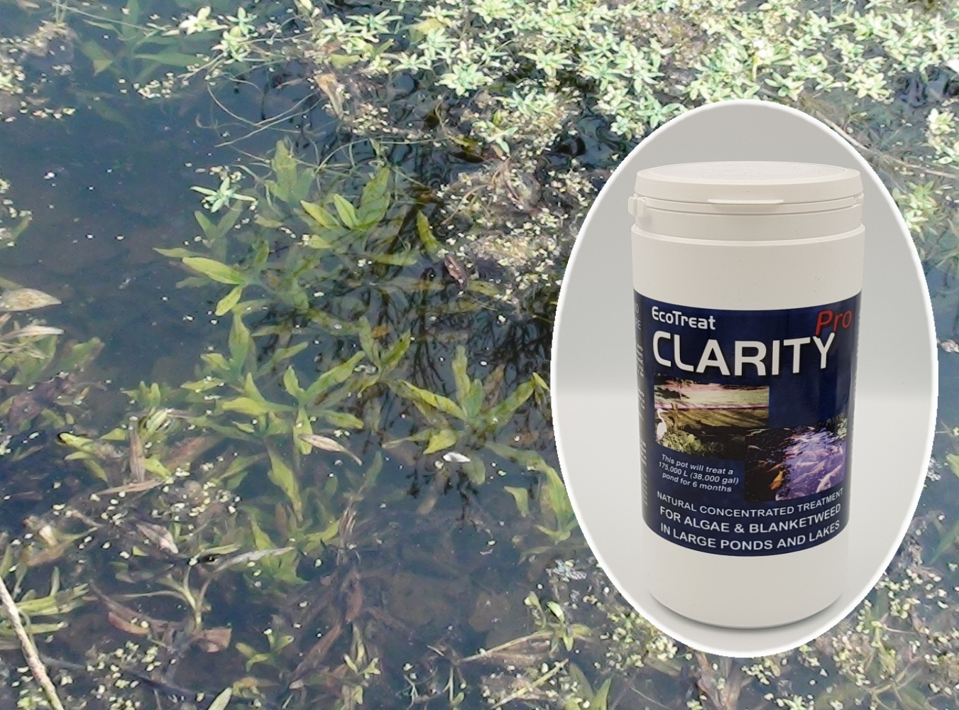 Pond treatment on sale