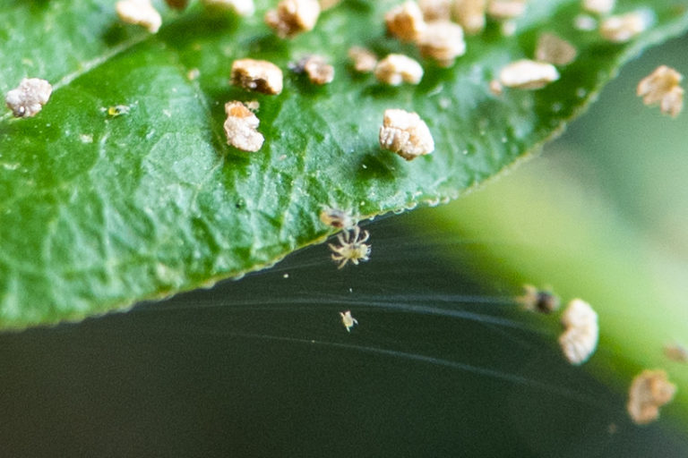 Controlling red spider mite by John the Green Gardener Green Gardener