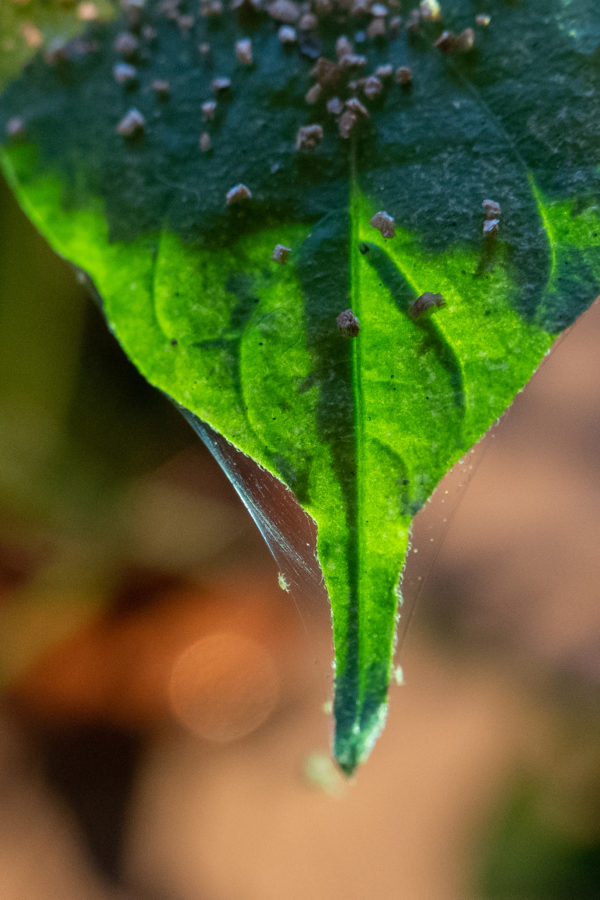 Amblyseius Andersonii