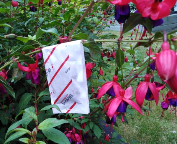 Fuchsia Gall Mite Sachets