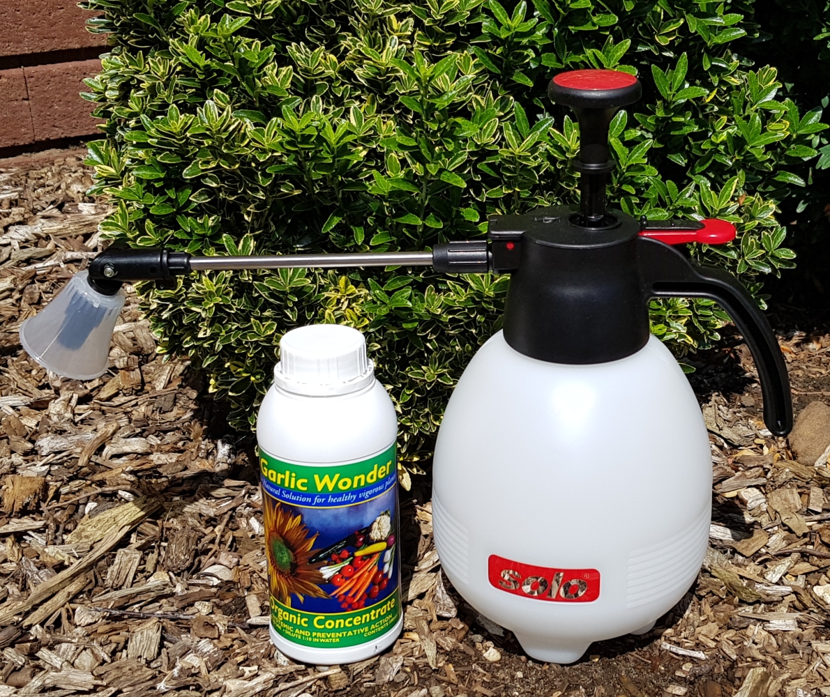 New Garlic Wonder Rose and Plant Spray Green Gardener