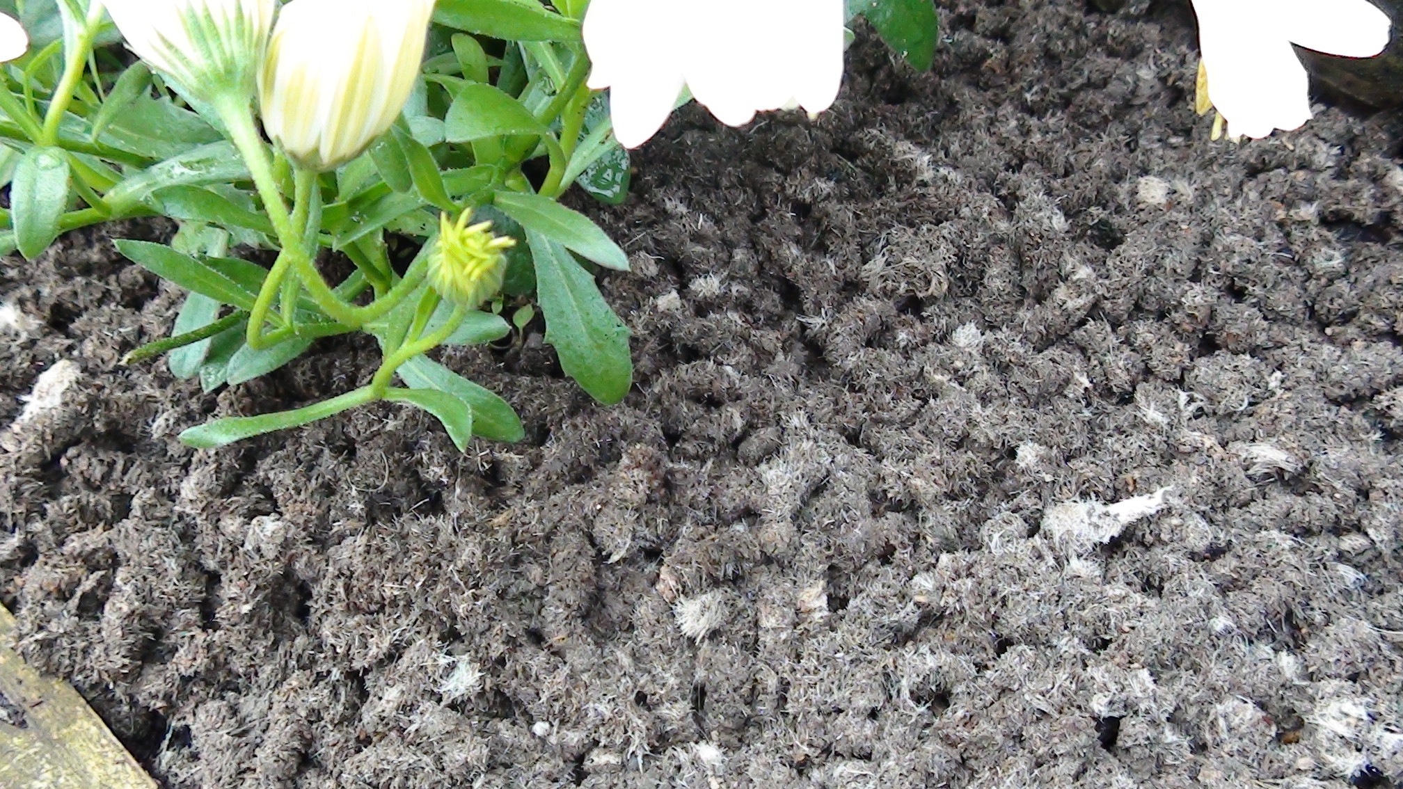 Use Slug Gone Wool Pellets made from Recycled wool to protect plants
