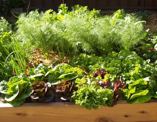 Fruit & Veg - GG Nematode Mix