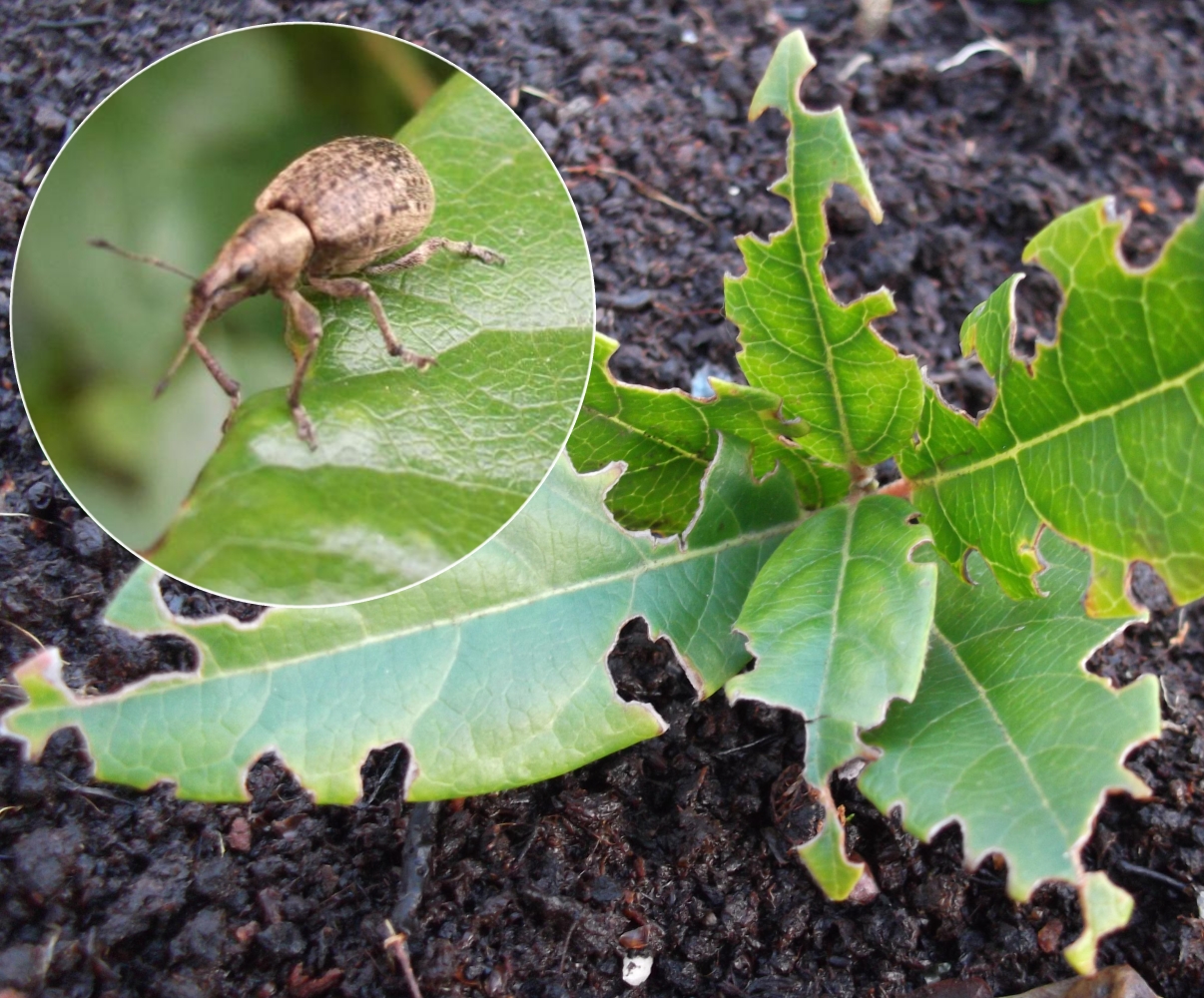 Customer Question Treating Vine Weevils Green Gardener