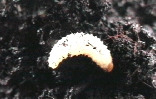 https://www.greengardener.co.uk/wp-content/uploads/2021/01/weevil_grub.jpg