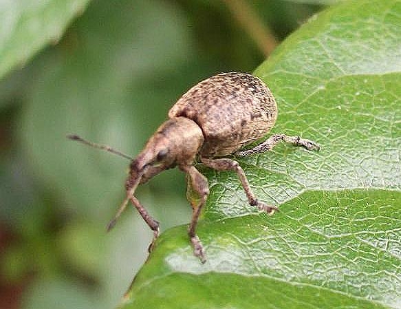 Vine weevil shop