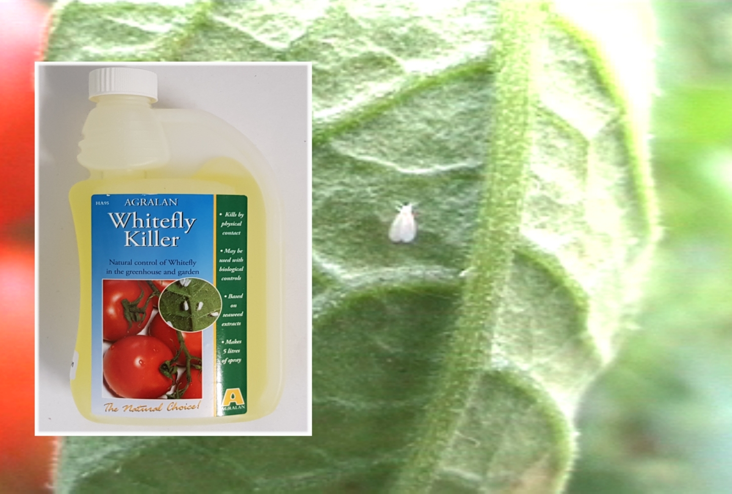 Whitefly Spray Concentrate
