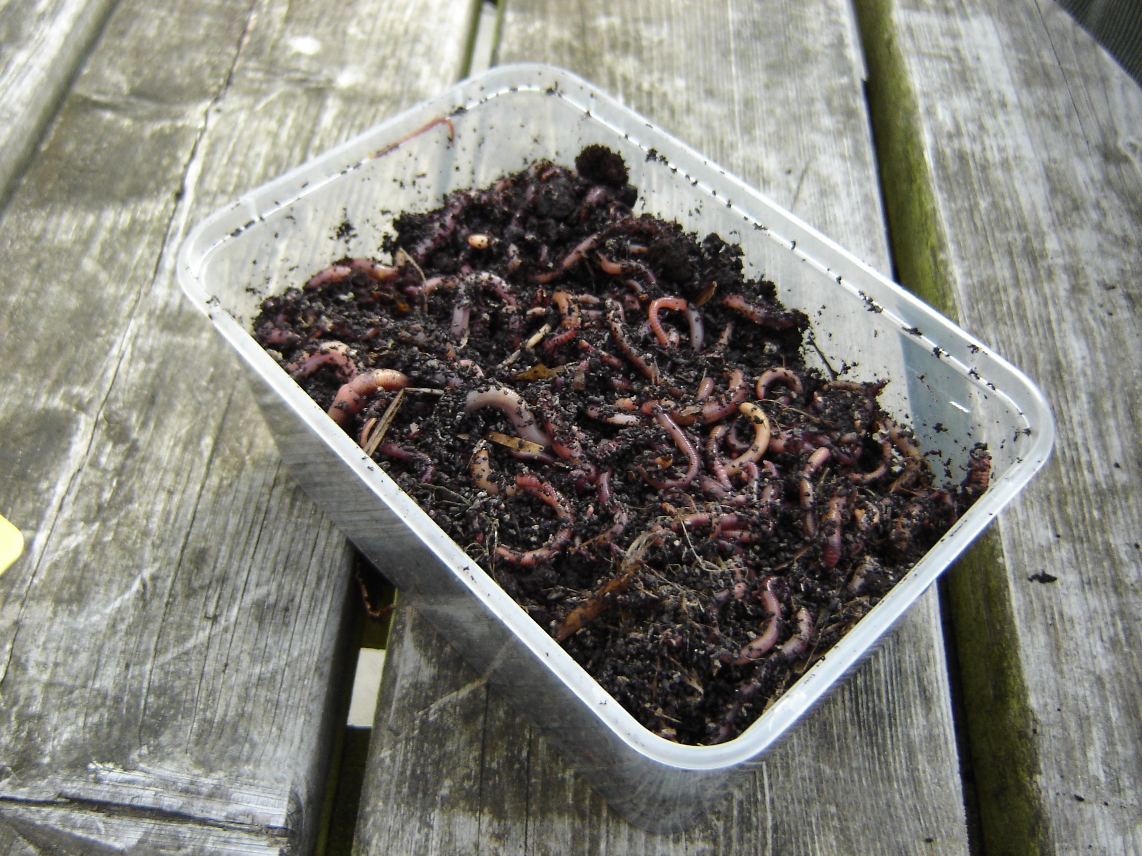 Composting Worms 750g - Green Gardener