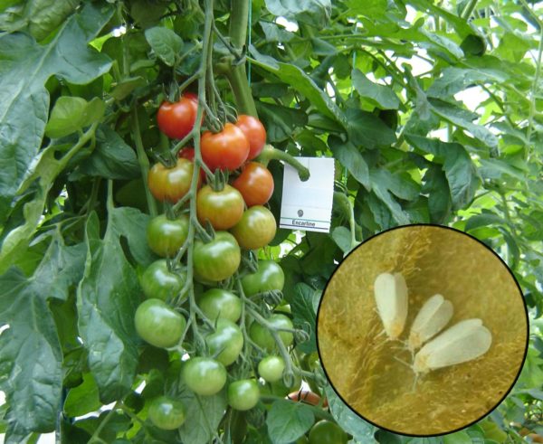Whitefly Spray Concentrate