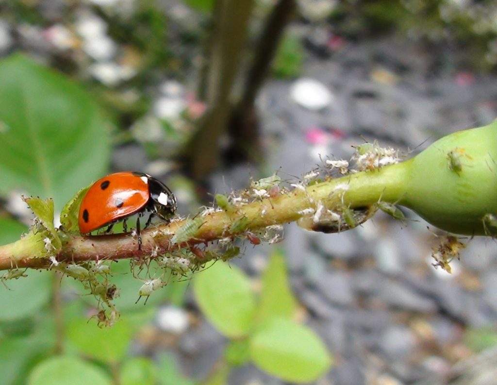 Ladybirds - Where do Ladybirds Live?