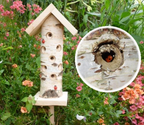 Ladybird Family Offer