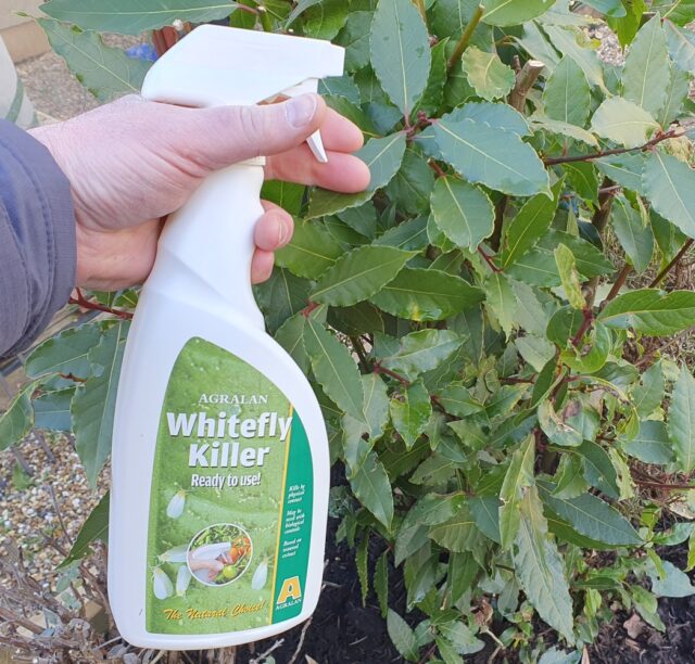 100 Natural White Fly Spray From Green Gardener