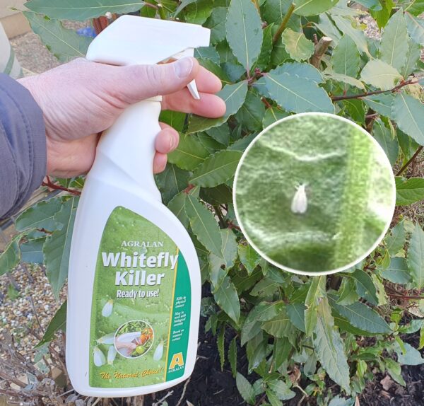 Whitefly Spray RTU 750ml