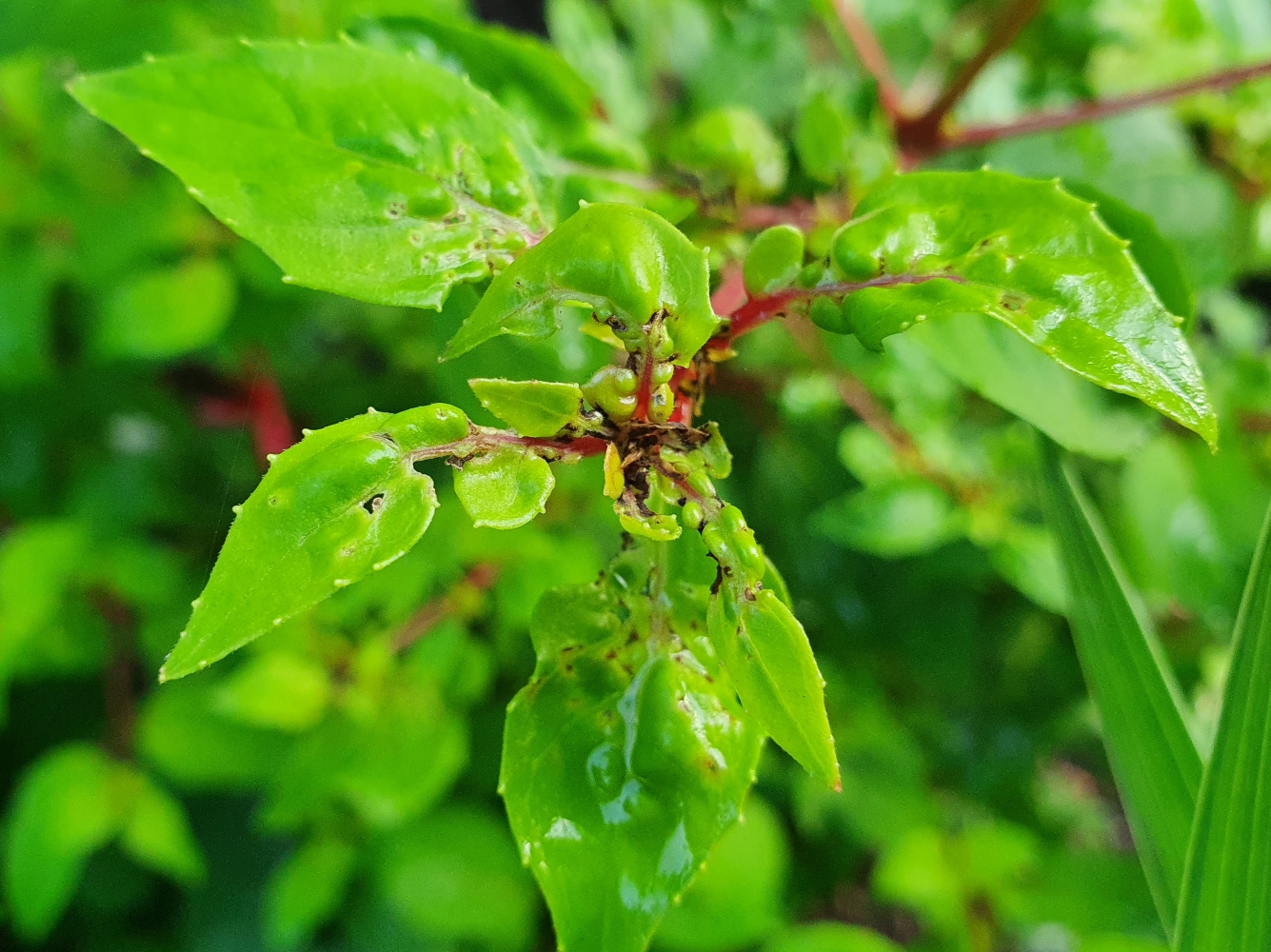 Controlling Fuchsia Gall MIte Green Gardener