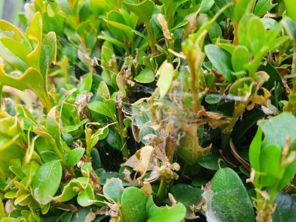 Box Tree Caterpillar Nematodes
