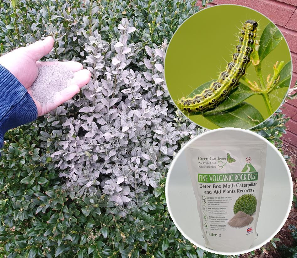 Box Tree Caterpillar Rock Dust