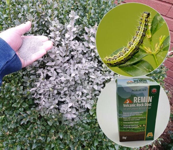 Box Tree Caterpillar Rock Dust