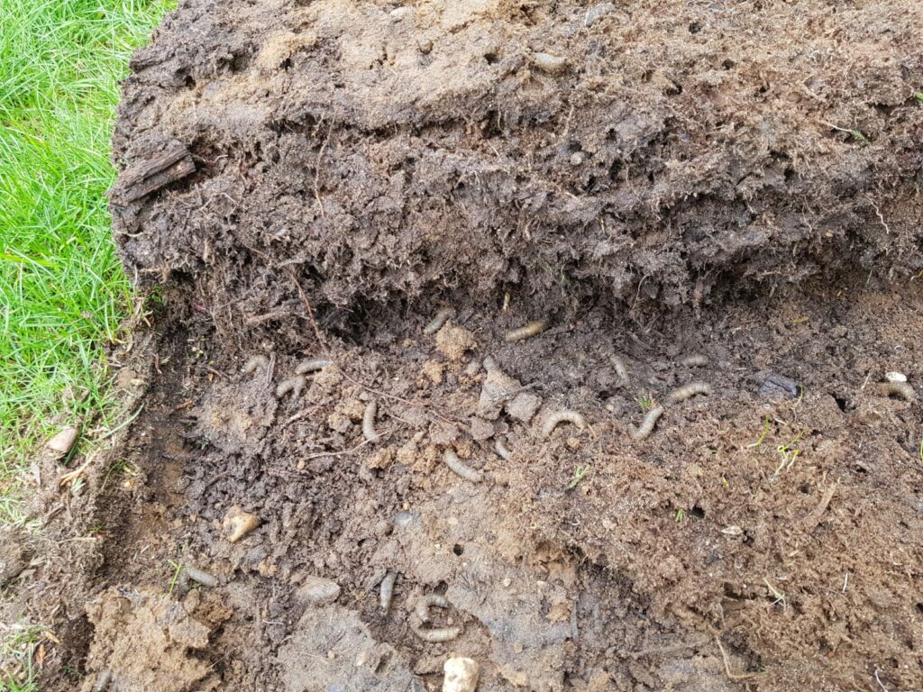 Customer Question Huge numbers of Leatherjackets HELP! Green Gardener