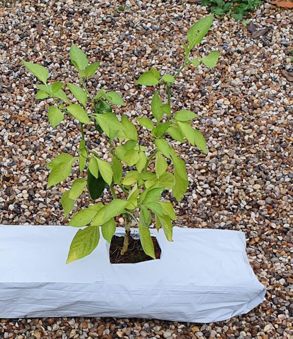 Bulk Pack fo Coir Grow Bags x10