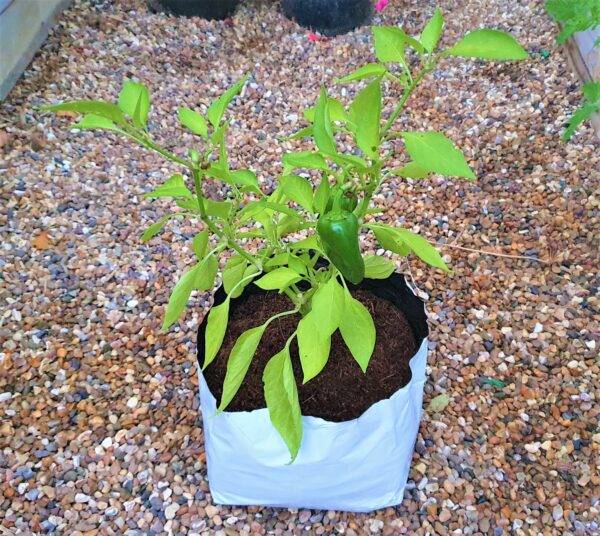 Coir Planter Bags x3