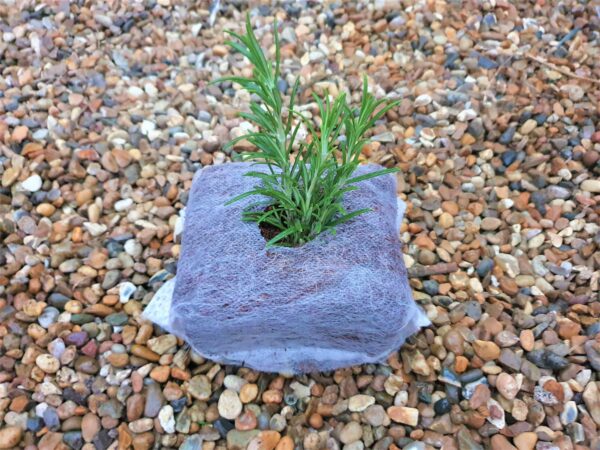 Coir Grow Cubes x10