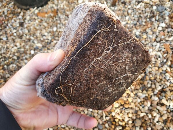 Coir Grow Cubes x10