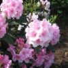 Sulphur Soil - Soil Acidifier