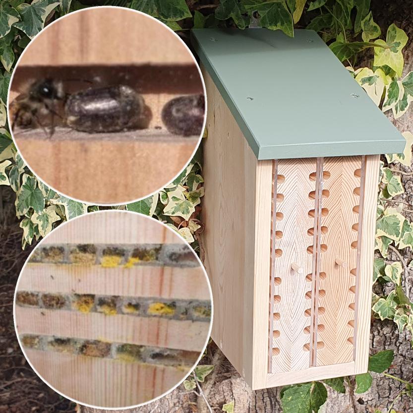 Solitary Bee Viewing House