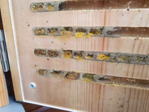 Solitary Bee Viewing House