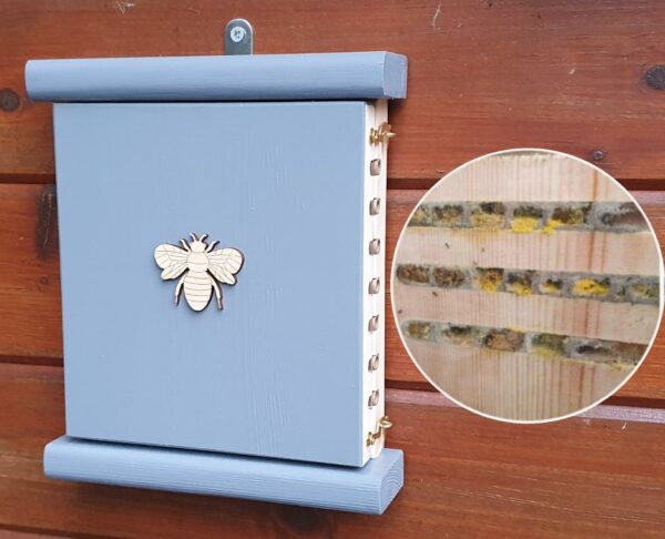 Solitary Bee Viewing House