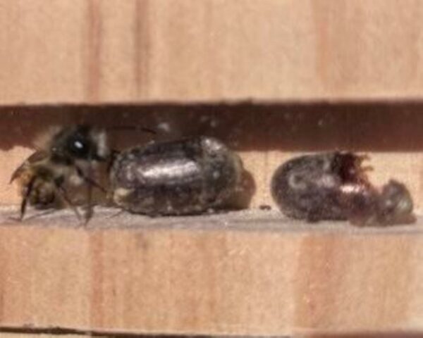Solitary Bee Viewing House