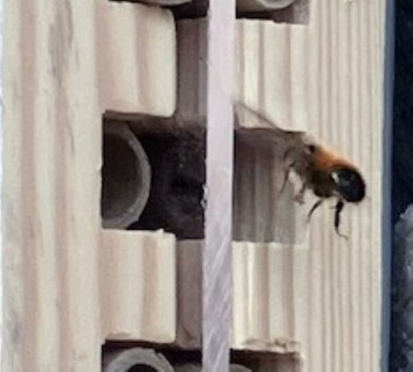Solitary Bee Viewing House