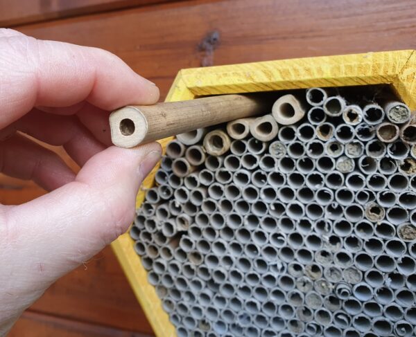 Cane Solitary Bee Nesting Tubes