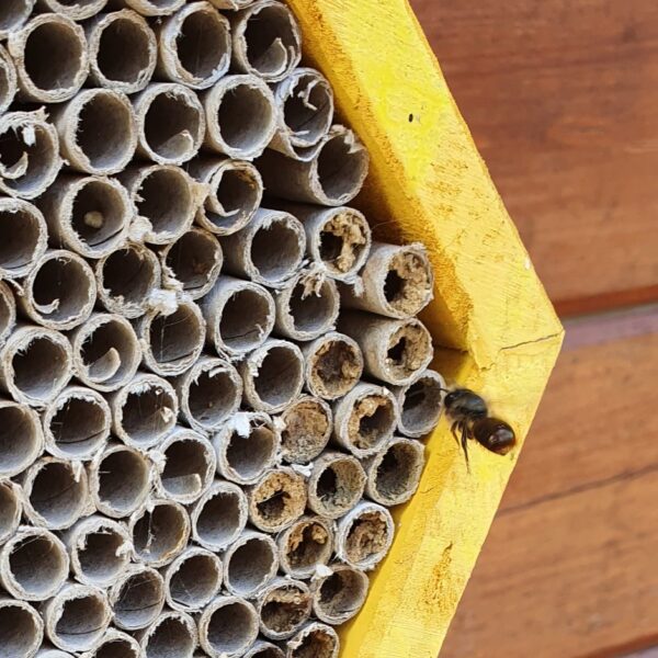 Solitary Bee Nesting Tubes