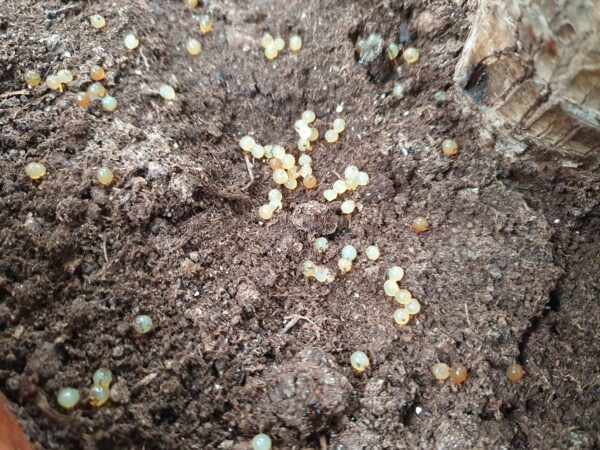 Slow Release Long Life Ant Nematodes