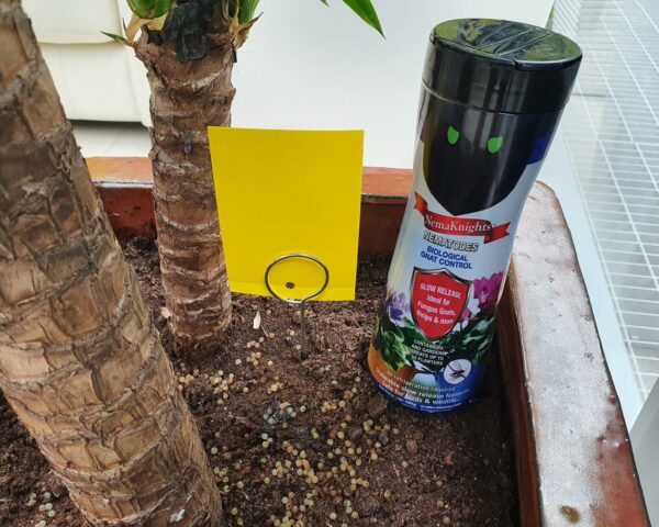 Slow Release Long Life Sciarid Fly / Thrip Nematodes