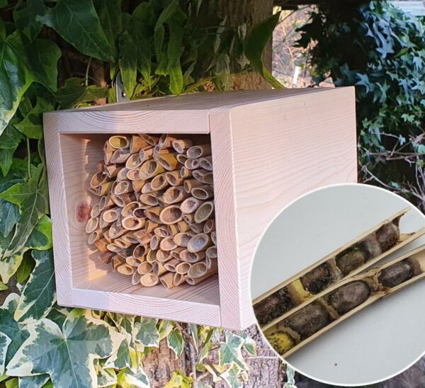 Solitary Bee Reed House inc Reed Bundle