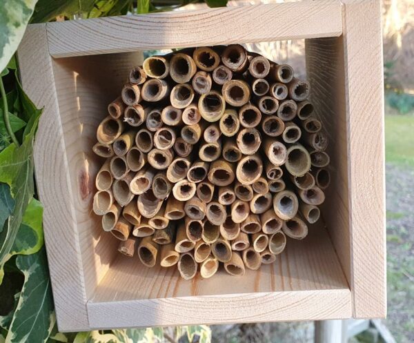 Solitary Bee Reed Bundle