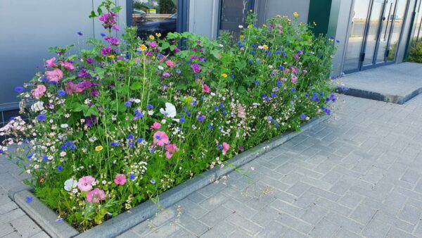 Easysow Butterfly & Bee Seeds