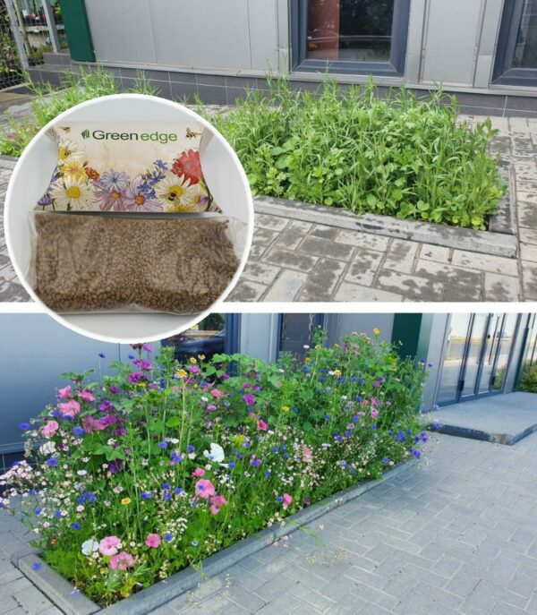Easysow Butterfly & Bee Seeds