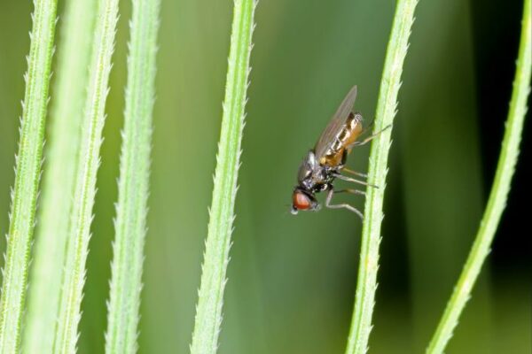 Frit Fly Nematodes