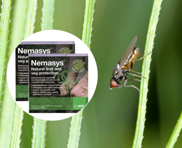 Frit Fly Nematodes