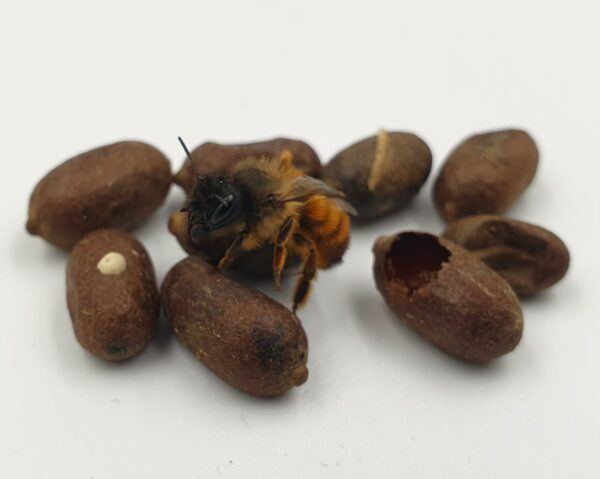 Solitary Bee Hotel with a Release Chamber