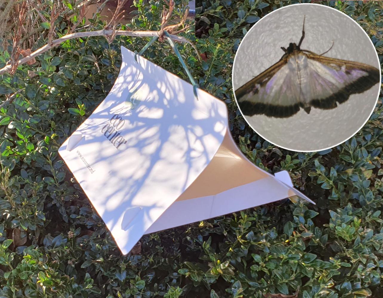 Box Tree Moth Pheromone Trap Setup – EBTS UK