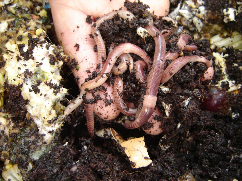 Eco Worm Liquid Fertiliser - Green Gardener