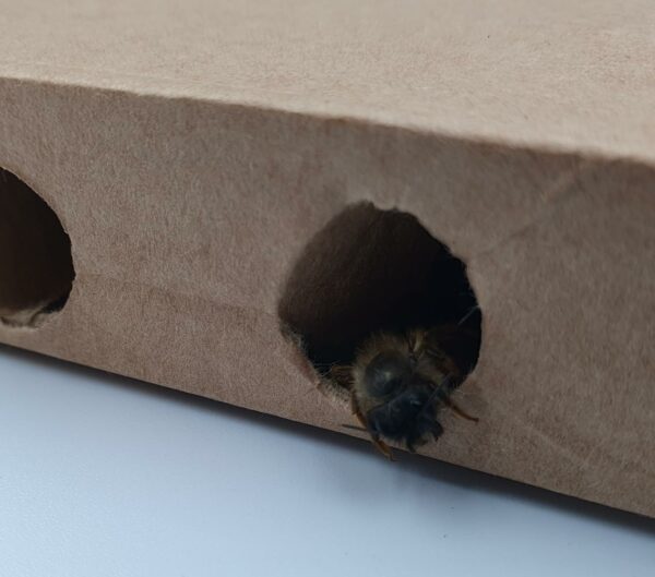 Solitary Bee Cocoons